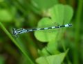 Coenagrion mercuriale castellani